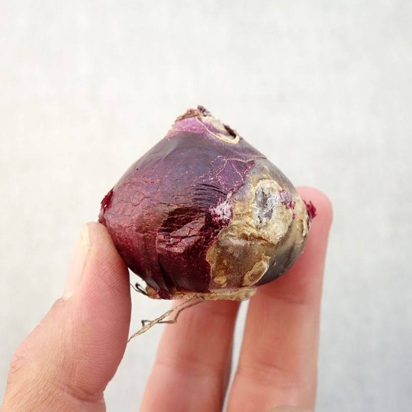 Exemplaar van Hyacint Sweet Invitation - Hyacinthus orientalis Bol kaliber 16/17 zoals geleverd in de herfst