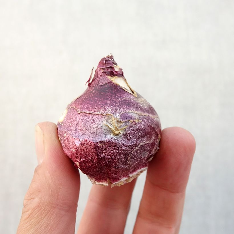 Exemplaar van Hyacint Woodstock - Hyacinthus orientalis Bol kaliber 18+ zoals geleverd in de herfst