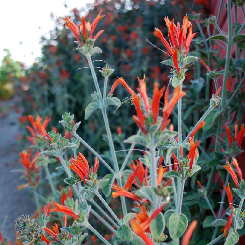 Dicliptera suberecta - Jacobinia (Bloei)