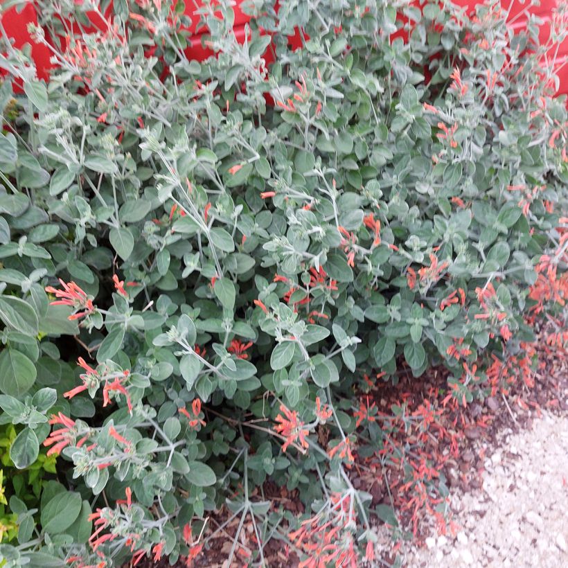 Dicliptera suberecta - Jacobinia (Groeiplaats)