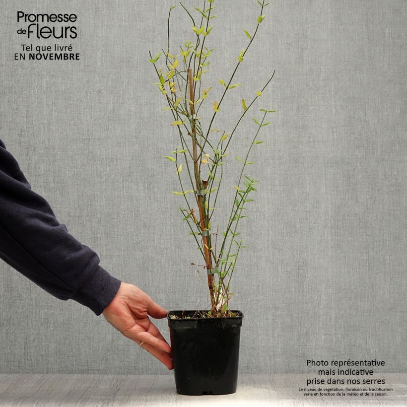 Exemplaar van Jasminum beesianum - Beesiaanse jasmijn Pot van 2 l/3 l zoals geleverd in de herfst