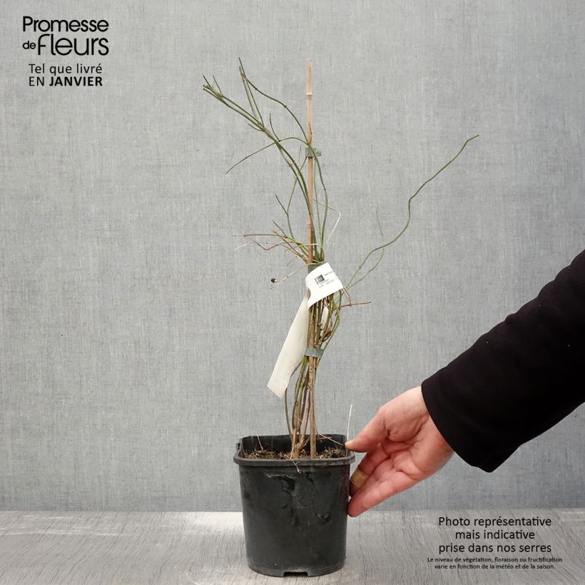 Example of Jasmin beesianum Pot van 2 l/3 l as you get in hiver