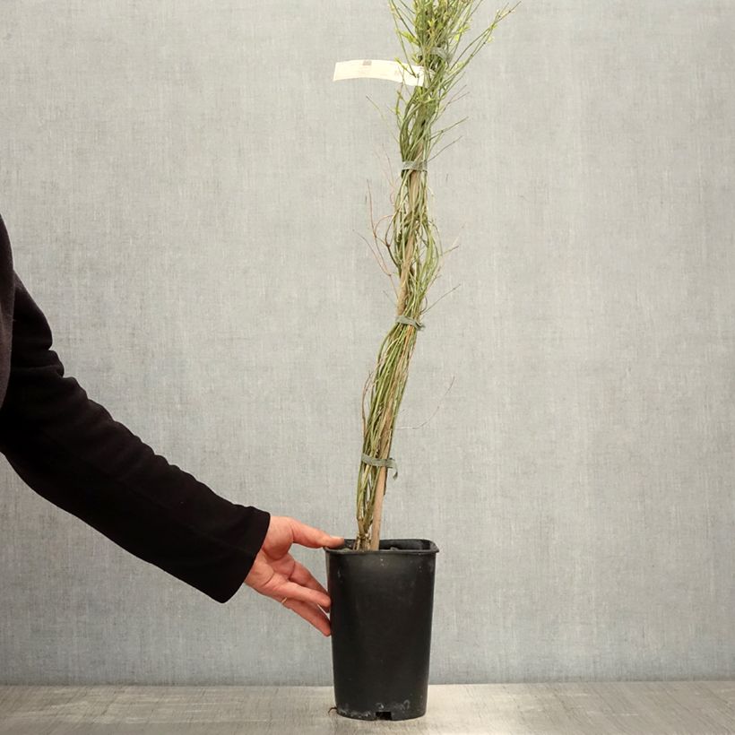 Exemplaar van Jasminum beesianum - Beesiaanse jasmijn Pot van 2 l/3 l zoals geleverd in de lente