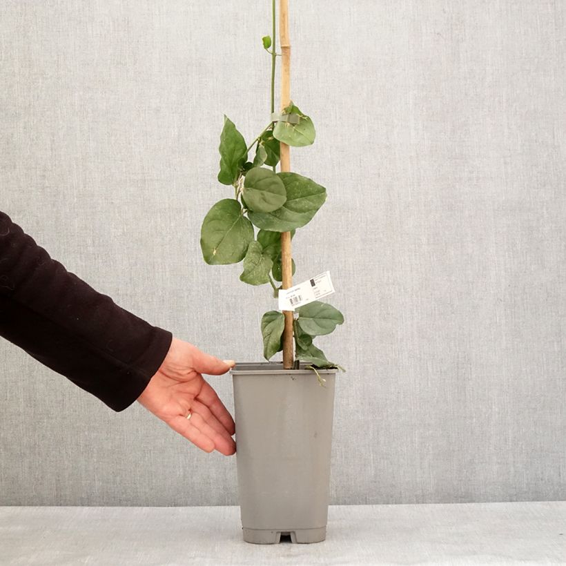 Example of Jasmin d'Arabie - Jasminum sambac Pot van 2 l/3 l as you get in hiver