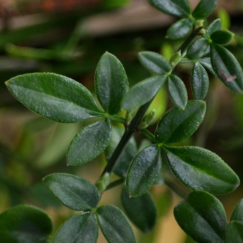 Jasminum nudiflorum - Winterjasmijn (Foliage)