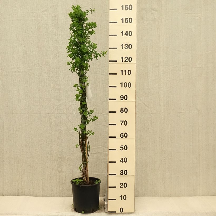 Exemplaar van Jasminum nudiflorum - Winterjasmijn Pot van 7,5 l/10 l zoals geleverd in de lente