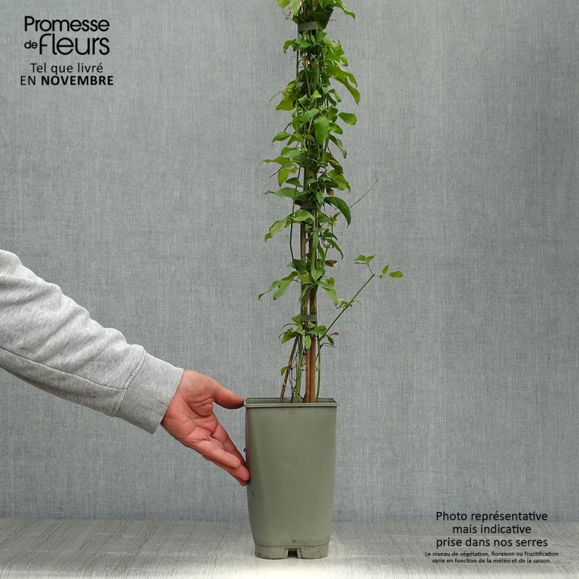 Exemplaar van Jasminum azoricum - Azoren jasmijn Pot van 2 l/3 l zoals geleverd in de herfst