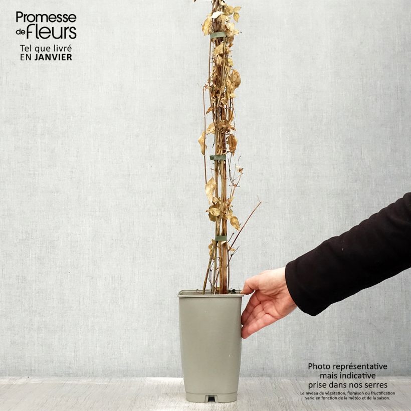 Example of Jasminum azoricum - Azoren jasmijn Pot van 2 l/3 l as you get in hiver