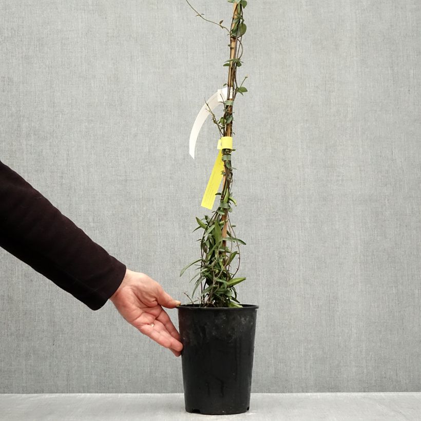 Example of Jasmin étoilé - Trachelospermum jasminoides Waterwheel Pot van 3 l/4 l as you get in automne