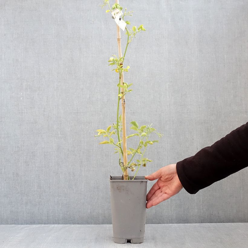 Exemplaar van Jasminum humile Revolutum - Gele jasmijn Pot van 3 l/4 l zoals geleverd in de herfst