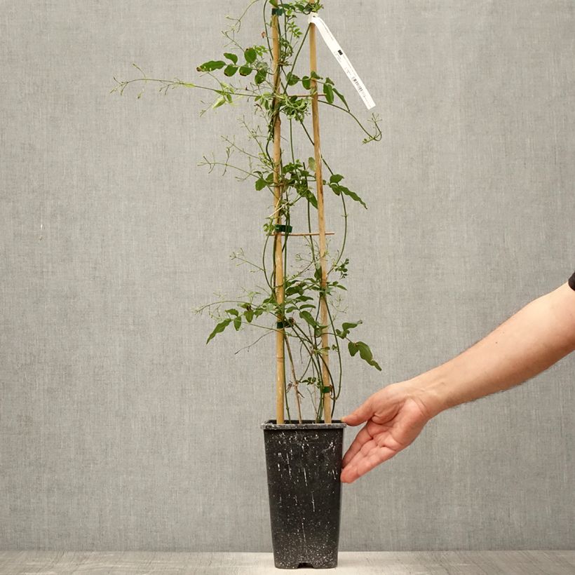Exemplaar van Jasminum polyanthum - Roze jasmijn Pot van 2 l/3 l zoals geleverd in de zomer