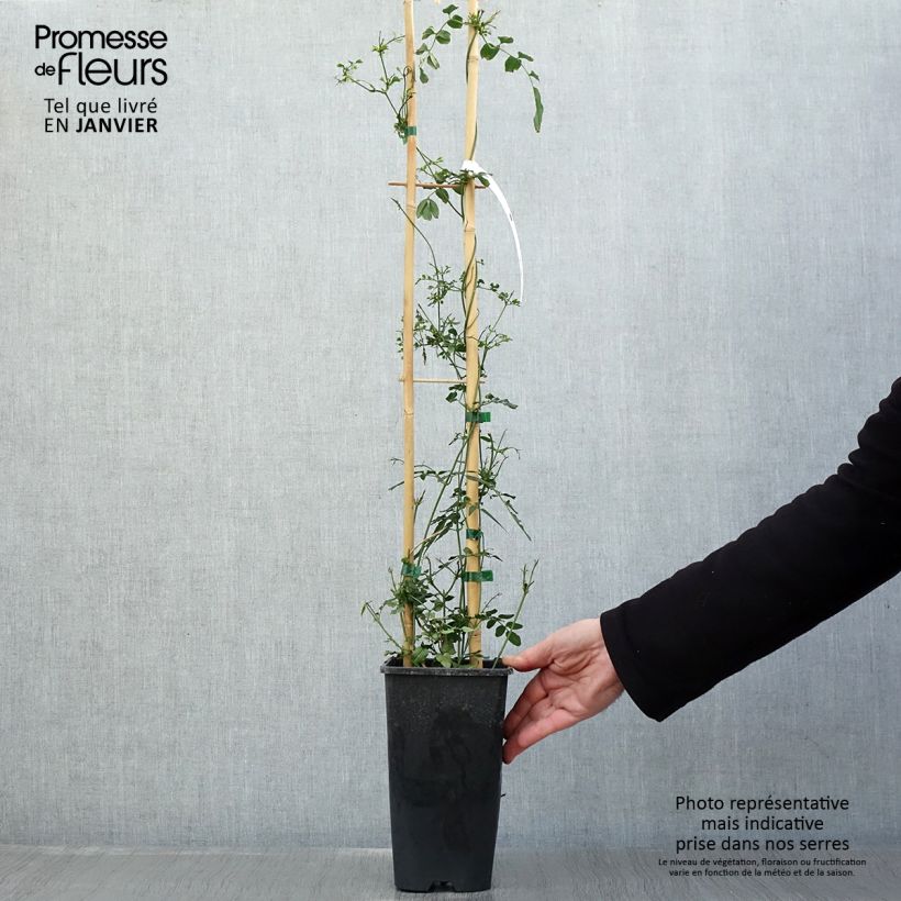 Example of Jasminum polyanthum - Roze jasmijn Pot van 2 l/3 l as you get in hiver