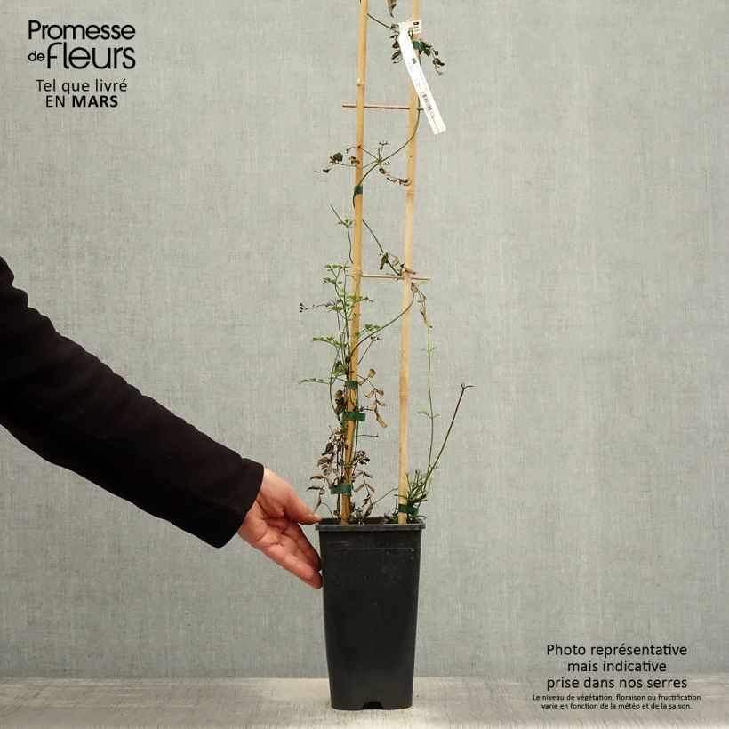 Exemplaar van Jasminum polyanthum - Roze jasmijn Pot van 2 l/3 l zoals geleverd in de lente