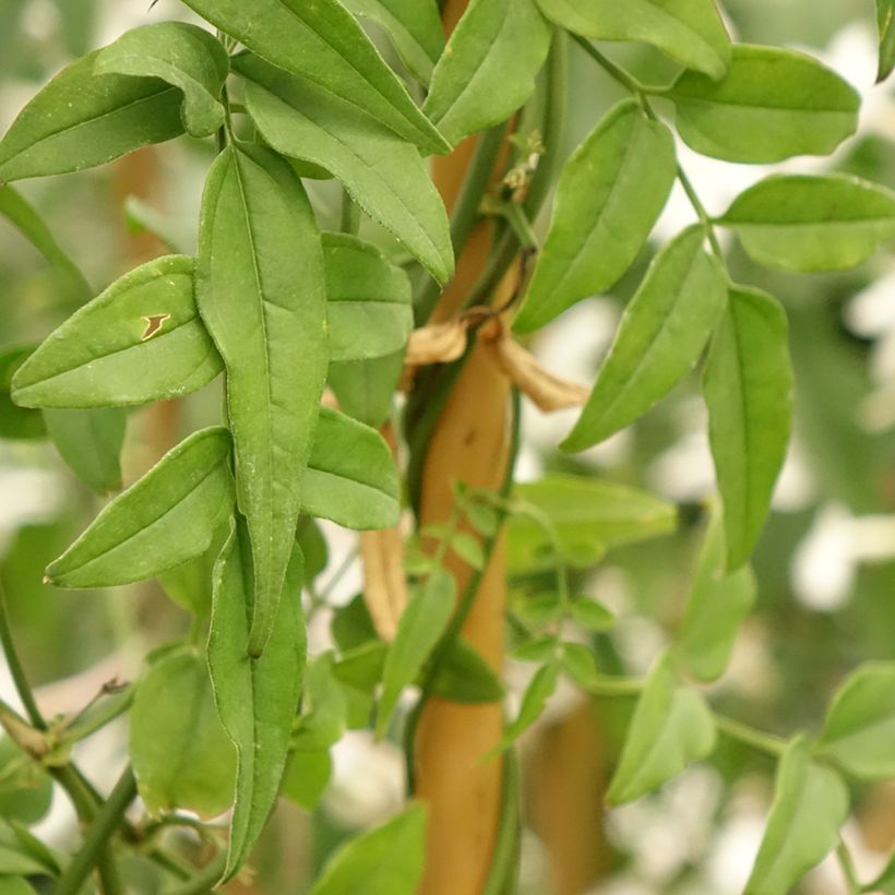 Jasminum polyanthum - Roze jasmijn (Blad)