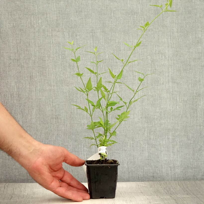 Exemplaar van Jasminum stephanense - Chinese jasmijn Kweekpotje van 8/9 cm zoals geleverd in de zomer