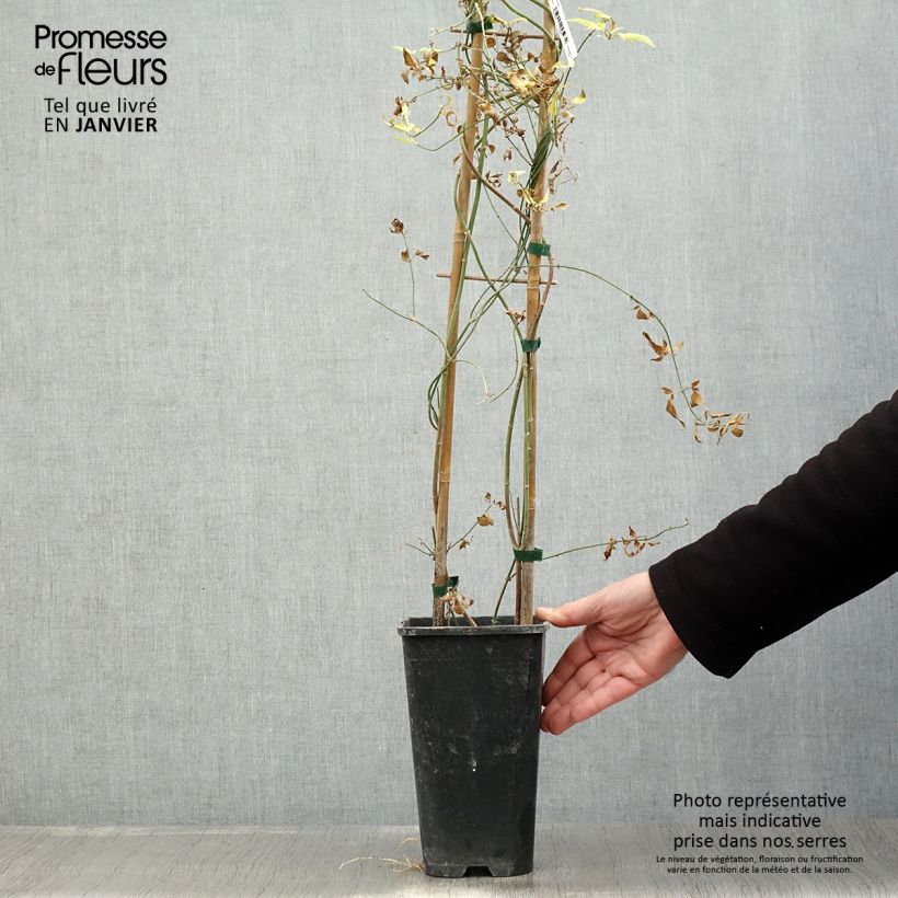 Example of Jasmin - Jasminum stephanense Pot van 2 l/3 l as you get in hiver