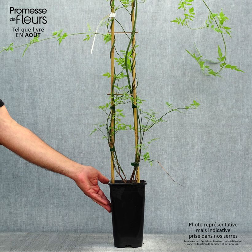 Exemplaar van Jasmijn Affinis - Jasminum officinale Pot van 1,5 l/2 l zoals geleverd in de zomer