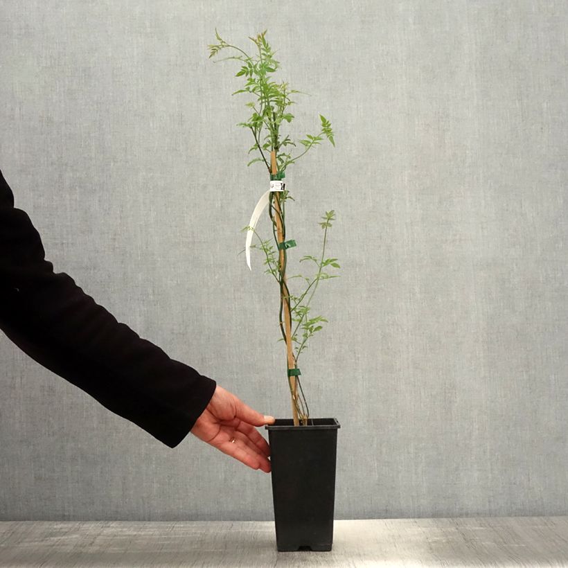 Exemplaar van Jasmijn Affinis - Jasminum officinale Pot van 1,5 l/2 l zoals geleverd in de lente