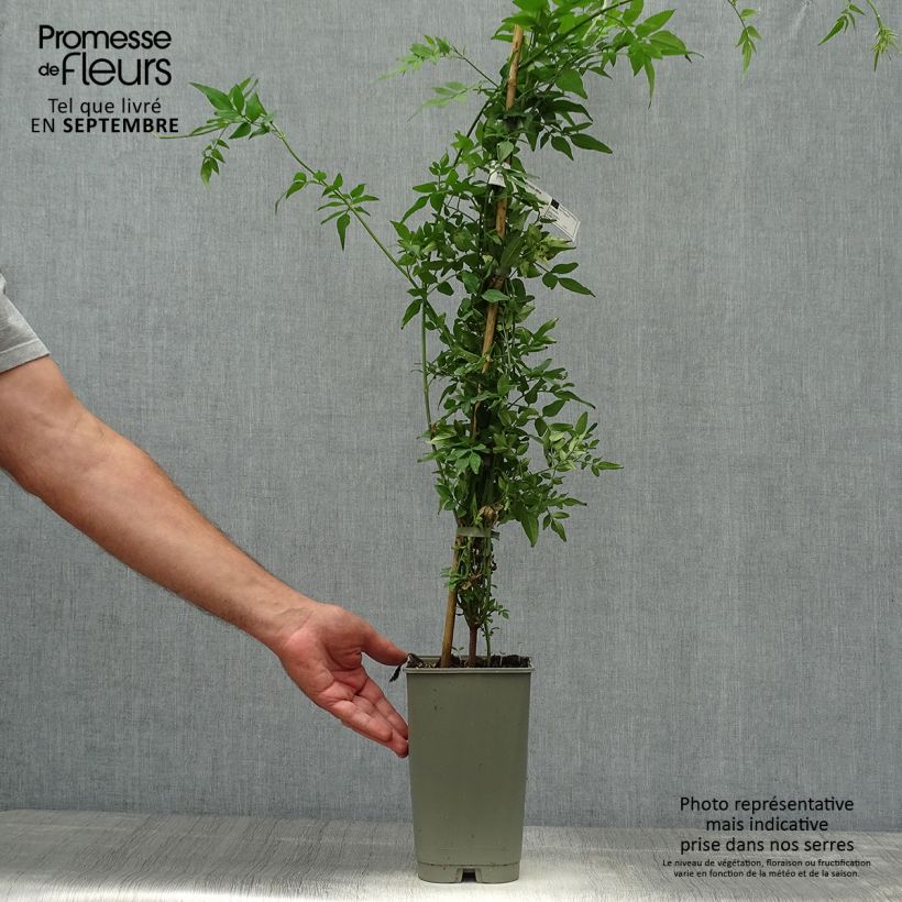 Exemplaar van Jasmijn Affinis - Jasminum officinale Pot van 3 l/4 l zoals geleverd in de herfst