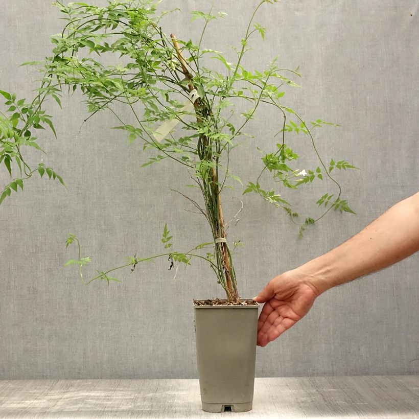 Exemplaar van Jasmijn Affinis - Jasminum officinale Pot van 3 l/4 l zoals geleverd in de zomer