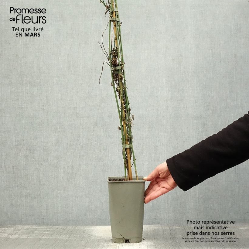 Exemplaar van Jasmijn Affinis - Jasminum officinale Pot van 3 l/4 l zoals geleverd in de lente