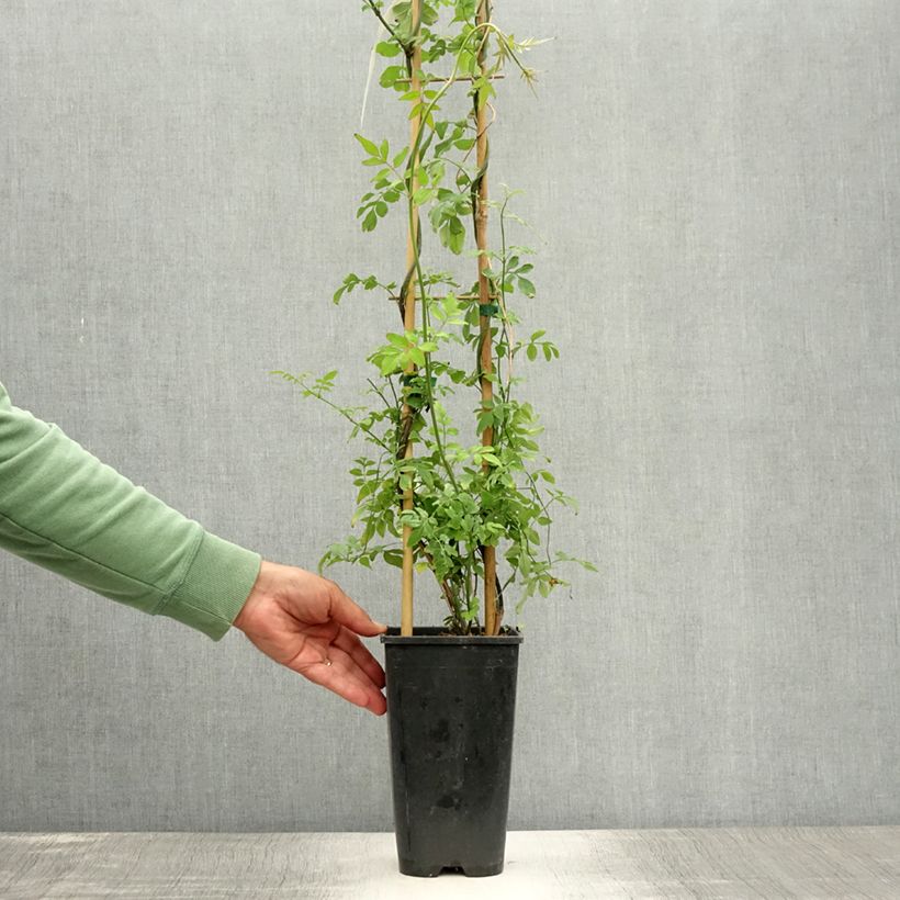 Exemplaar van Jasminum officinale - Jasmijn Pot van 2 l/3 l zoals geleverd in de zomer