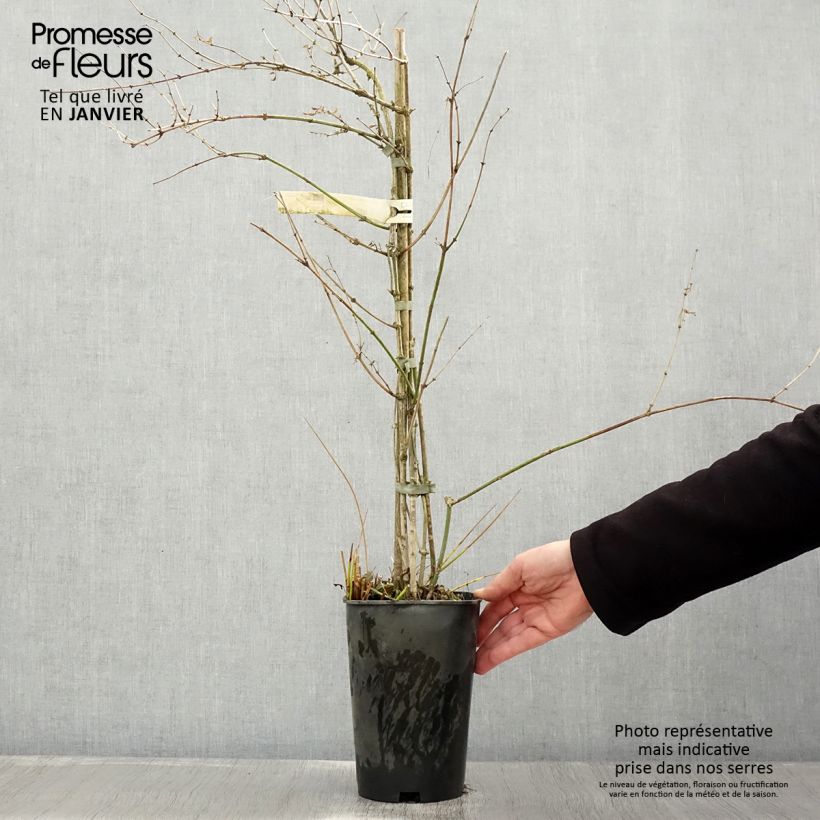 Example of Jasminum officinale - Jasmijn Pot van 2 l/3 l as you get in hiver