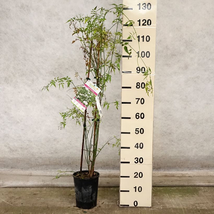 Exemplaar van Jasminum officinale - Jasmijn Pot van 4 l/5 l zoals geleverd in de herfst