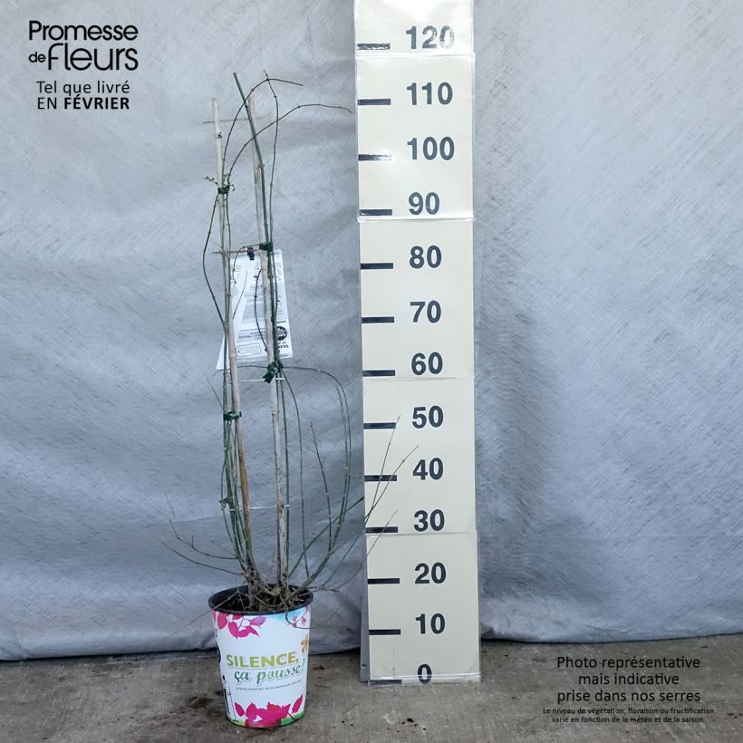 Example of Jasminum officinale - Jasmijn Pot van 4 l/5 l as you get in hiver