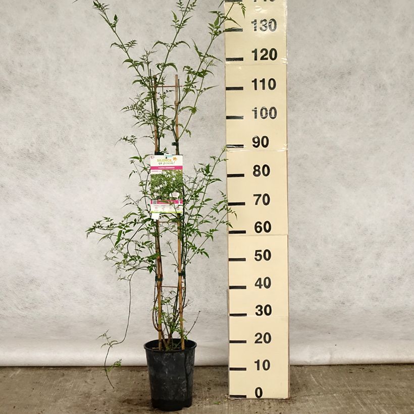 Exemplaar van Jasminum officinale - Jasmijn Pot van 4 l/5 l zoals geleverd in de lente