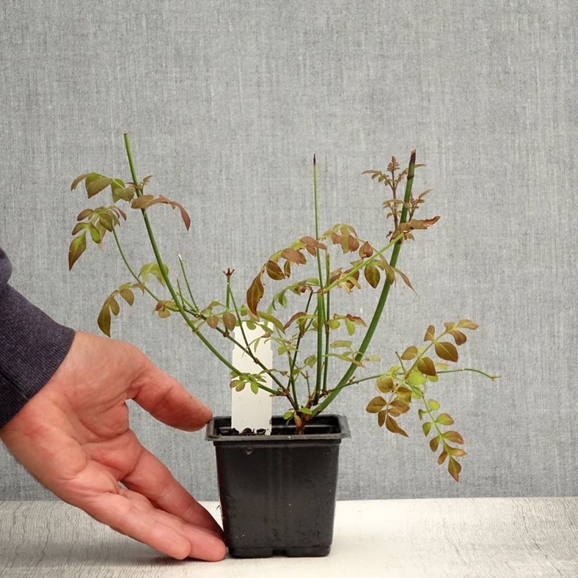 Exemplaar van Jasminum officinale - Jasmijn Kweekpotje van 8/9 cm zoals geleverd in de zomer
