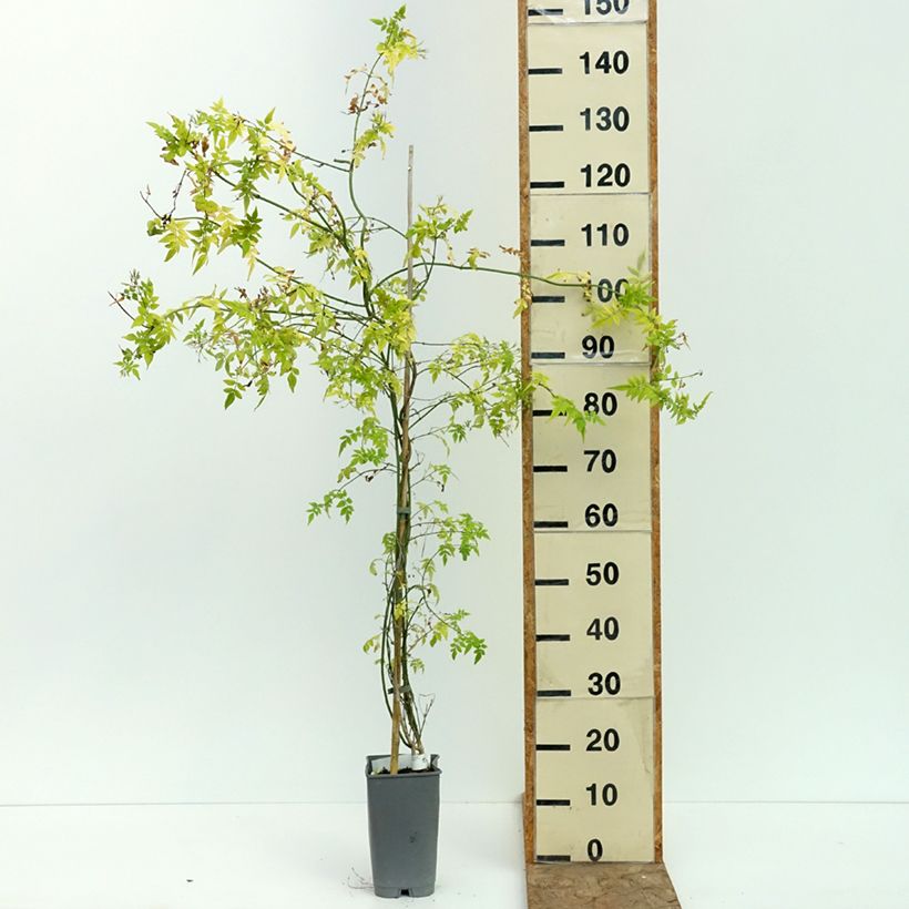 Exemplaar van Jasmijn Sunbeam - Jasminum officinale Pot van 3 l/4 l zoals geleverd in de zomer