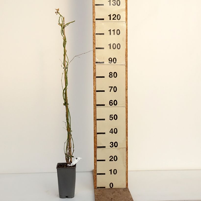 Exemplaar van Jasmijn Sunbeam - Jasminum officinale Pot van 3 l/4 l zoals geleverd in de winter