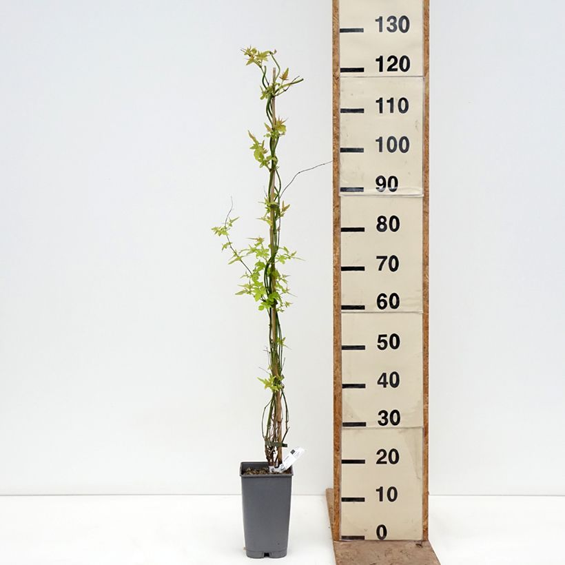 Exemplaar van Jasmijn Sunbeam - Jasminum officinale Pot van 3 l/4 l zoals geleverd in de lente