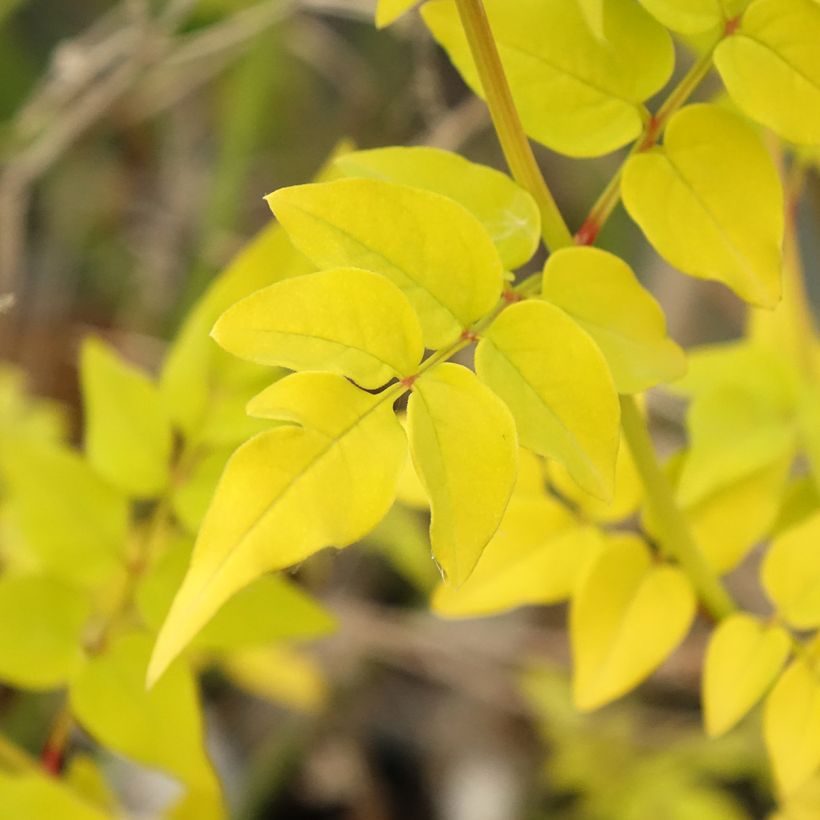 Jasminum officinalis Aureum - Jasmijn (Blad)