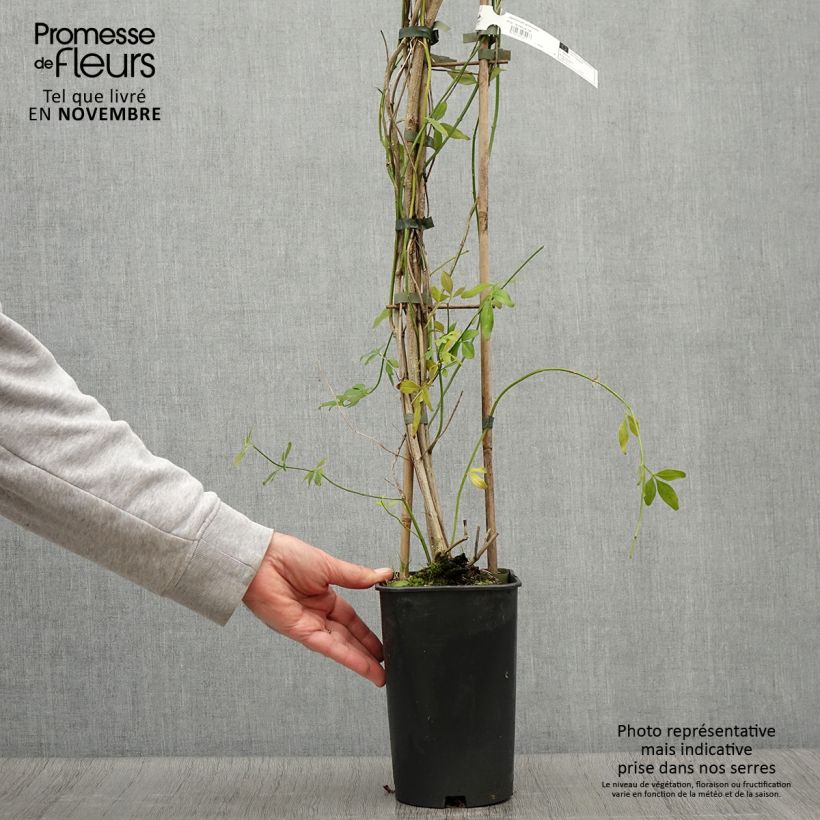 Exemplaar van Jasminum mesnyi - Roze jasmijn Pot van 2 l/3 l zoals geleverd in de herfst