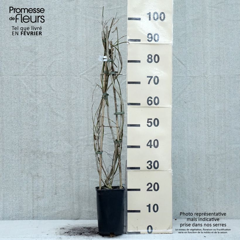 Example of Jasmin primevère - Jasminum mesnyi Pot van 2 l/3 l as you get in hiver