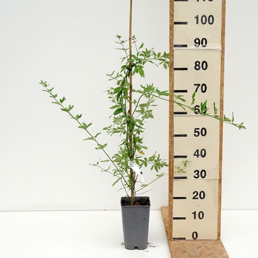 Exemplaar van Jasminum mesnyi - Roze jasmijn Pot van 2 l/3 l zoals geleverd in de zomer