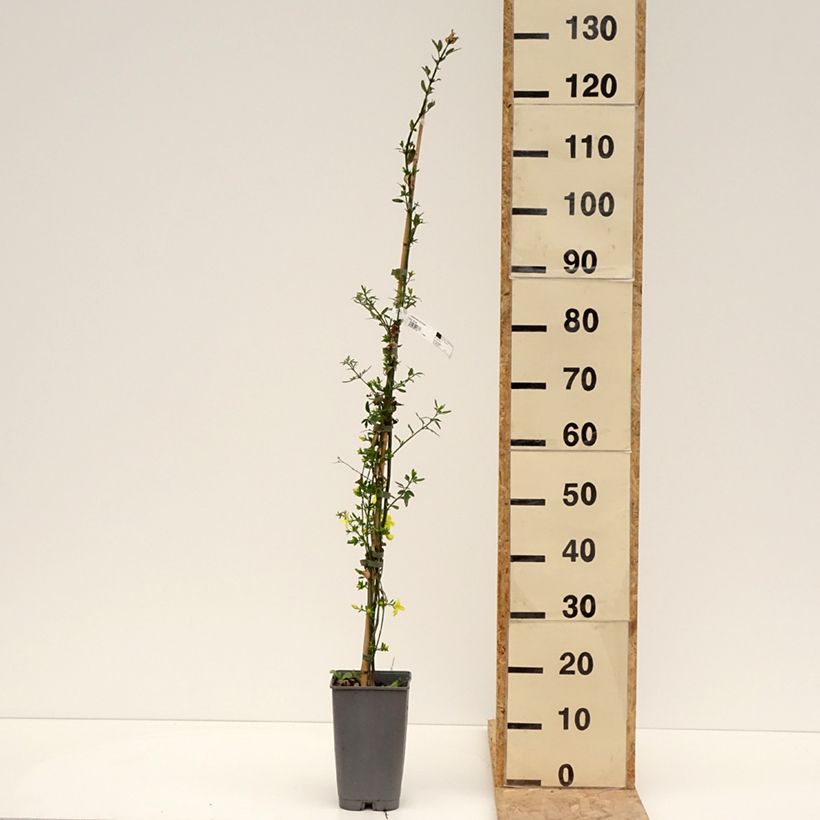 Exemplaar van Jasminum mesnyi - Roze jasmijn Pot van 2 l/3 l zoals geleverd in de lente