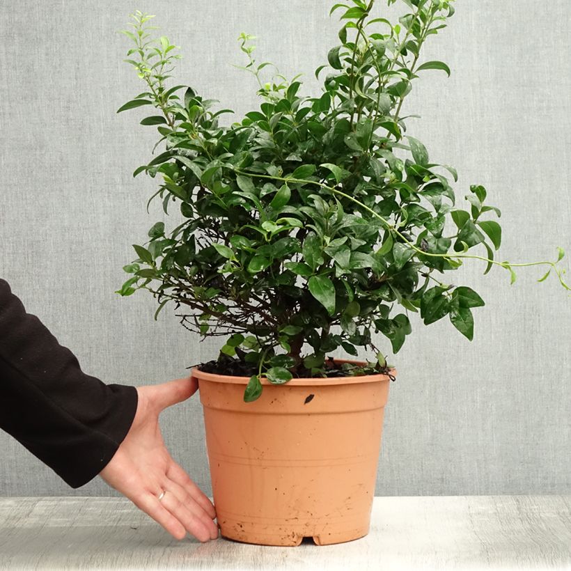Exemplaar van Jasminum multipartitum - Wilde sterjasmijn Pot van 2 l/3 l zoals geleverd in de herfst