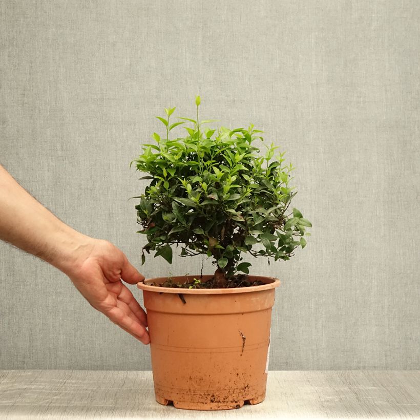 Exemplaar van Jasminum multipartitum - Wilde sterjasmijn Pot van 2 l/3 l zoals geleverd in de zomer