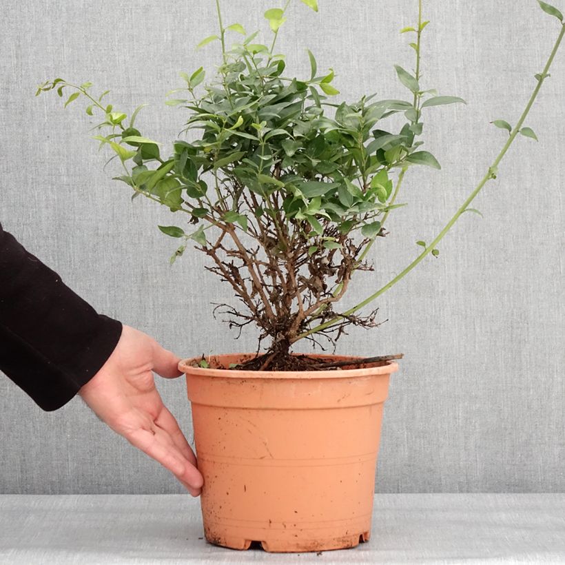 Example of Jasmin sauvage étoilé - Jasminum multipartitum Pot van 2 l/3 l as you get in hiver