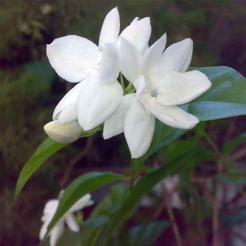 Jasminum sambac - Arabische jasmijn (Flowering)