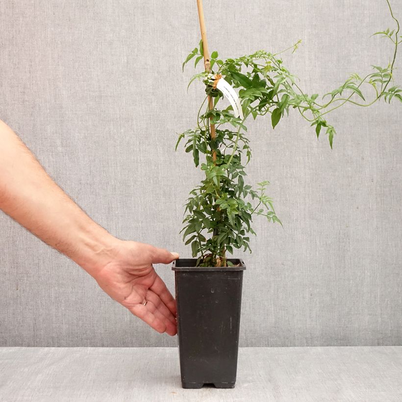Exemplaar van Jasminum Starry Night - Jasmijn Pot van 1,5 l/2 l zoals geleverd in de herfst