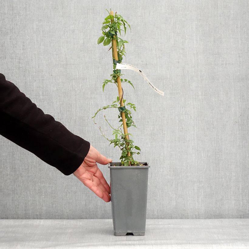 Example of Jasminum Starry Night - Jasmijn Pot van 1,5 l/2 l as you get in hiver