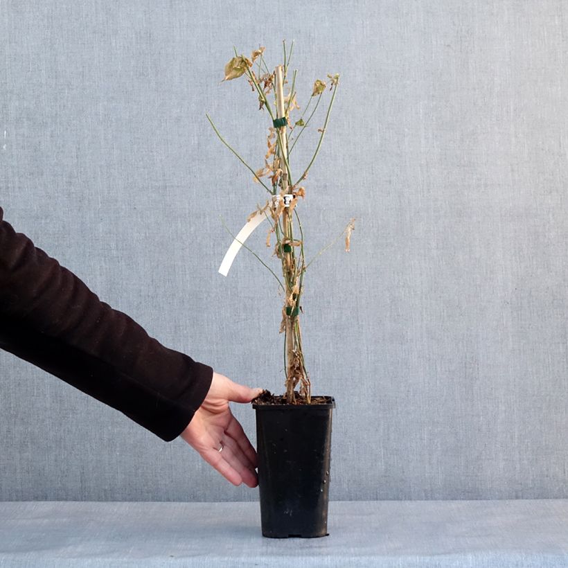 Exemplaar van Jasminum Starry Summer Scent - Chinese jasmijn Pot van 1,5 l/2 l zoals geleverd in de winter