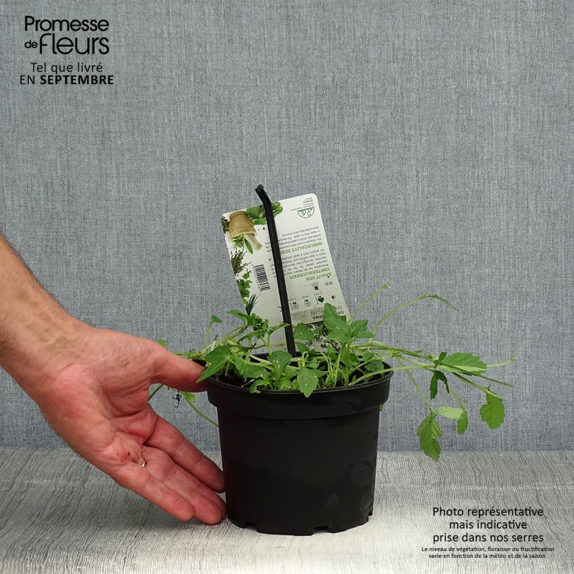 Exemplaar van Jiaogulan - Gynostemma pentaphyllum Pot de 1,5L/2L zoals geleverd in de herfst