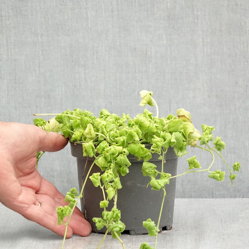 Exemplaar van Jiaogulan - Gynostemma pentaphyllum Pot van 1,5 l/2 l zoals geleverd in de zomer