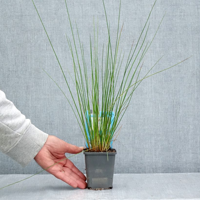 Exemplaar van Juncus effusus - Pitrus Kweekpotje van 8/9 cm zoals geleverd in de zomer