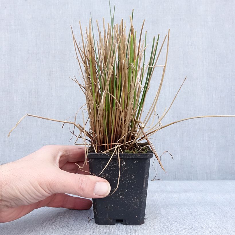 Example of Juncus effusus - Jonc diffus Kweekpotje van 8/9 cm as you get in hiver